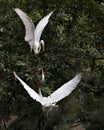 Greaat White Egret bird Stock Photos. Love birds. Valentine Day. Sign of Love. Couple. Picture. Portrait. Image