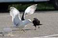 Gread black-backed Gull Royalty Free Stock Photo