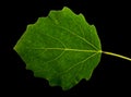 Grean leaf aspen on a black background isolated. Royalty Free Stock Photo