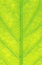 Grean leaf macro background