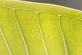 Grean leaf of plumeria