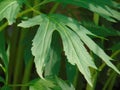 Grean leaf in sunlight