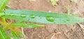 Grean leaf with water drop