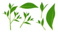 Grean tea leaf, medicine leaf, healthy leaf