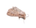 Grease moth Aglossa cuprina, nocturnal moth, insect related to butterflies Lepidoptera.