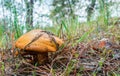 Greasers mushroom in the forest grows under pine needles. Royalty Free Stock Photo