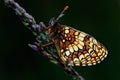 Greasy fritillary (Euphydryas aurinia)