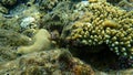 Greasy grouper or Arabian grouper or greasy rockcod Epinephelus tauvina undersea, Red Sea, Egypt, Sharm El Sheikh Royalty Free Stock Photo