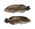 GREASY GROUPER or Coral Sea basses fish isolated on white