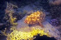 The greasy grouper ,Epinephelus tauvina, also known as the Arabian grouper lies on the coral. Big grouper in the Red Sea Royalty Free Stock Photo