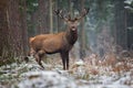 Great Adult Noble Deer Looking At You. Belorussian Wildlife Landscape With Red Deer Cervus elaphus. Magnificent Deer On The Edge Royalty Free Stock Photo