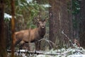 Great Adult Noble Deer Looking At You. Belorussian Wildlife Landscape With Red Deer Cervus elaphus. Magnificent Deer On The Edge