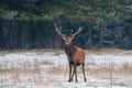 Great adult noble red deer with big beautiful horns on snowy field on forest background. Cervus Elaphus. Deer Stag Close-Up