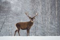 Great adult noble red deer with big beautiful horns on snowy field on forest background. Cervus Elaphus. Deer Stag Close-Up Royalty Free Stock Photo