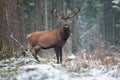 Great adult noble red deer with big beautiful horns on snowy field on forest background. European wildlife landscape with deer Royalty Free Stock Photo