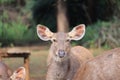 Great Adult Noble Red Deer With Big Horns, Beautifully Turned Head. European Wildlife Landscape With Deer Stag. Portrait Of Lonely