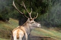 Great adult noble red male deer with big horns, Beautifully turned head. European wildlife landscape with deer stag. Portrait of Royalty Free Stock Photo