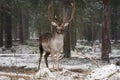 Great Adult Noble Red Deer With Big Horns Stands Among The Snow-Covered Pines And Look At You. European Wildlife Landscape With De Royalty Free Stock Photo