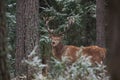 Great Adult Noble Red Deer With Big Horns Stands Among The Snow-Covered Pines And Look At You. European Wildlife Landscape With De Royalty Free Stock Photo