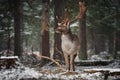 Great Adult Noble Red Deer With Big Horns Stands Among The Snow-Covered Pines And Look At You. European Wildlife Landscape With De