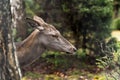 Great adult noble red female deer with big ears, Beautifully turned head. European wildlife landscape with deer stag. Portrait of