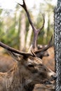 Great adult noble red male deer with big horns, Beautifully turned head. European wildlife landscape with deer stag. Portrait of Royalty Free Stock Photo