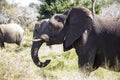 Great African elephant enjoying the grass of the African savannah of South Africa in Kruger National Park