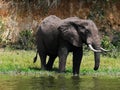 Great African Elephant