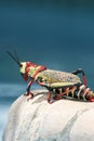 Great African grasshopper sitting on the edge of the pool Royalty Free Stock Photo
