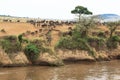 Great african migration. Landscape on the Mara River with large herds of wildebeest. Kenya