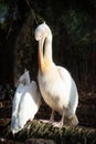 Great African pelican cleaning his feathers