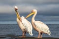 Great African pelicans standing on the shore of the Atlantic Ocean against a vibrant sky. Royalty Free Stock Photo