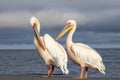 Great African pelicans standing on the shore of the Atlantic Ocean against a vibrant sky. Royalty Free Stock Photo