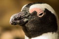 The great african penguin