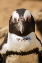 The great african penguin