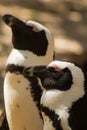 The great african penguin