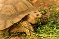 Great African Tortoise eating