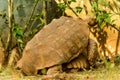 Great African Tortoise mating Royalty Free Stock Photo