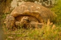 Great African Tortoise Royalty Free Stock Photo