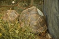 Great African Tortoise Royalty Free Stock Photo