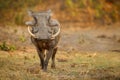 Great african warthog in nature habitat