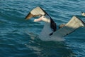 A great albatross comes in to land, light stripes across its face