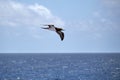 Great albatross flying over the sea on a sunny day