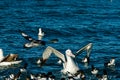 A great albatross with some petrels on the sea