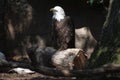 Great American Bald Eagle