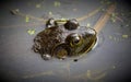 The Great American Bullfrog Royalty Free Stock Photo