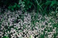 Great amount of small grey-white mushrooms growing among grass covered with shadow from nearby plants in daytime in Royalty Free Stock Photo