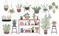 Great amount variety houseplants in pots flat design vector illustration set