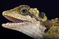 Great angle head lizard (Gonocephalus grandis) Royalty Free Stock Photo