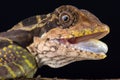 Great angle head lizard Gonocephalus grandis Royalty Free Stock Photo